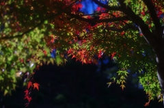 晩秋のモミジ　05