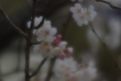 桜桃(サクランボ)の花満開...02
