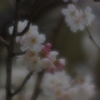 桜桃(サクランボ)の花満開...02