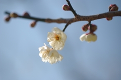 白梅.03