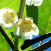 キウイフルーツの花