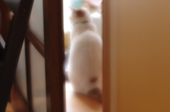 まだかな～　（＝ΦωΦ＝）