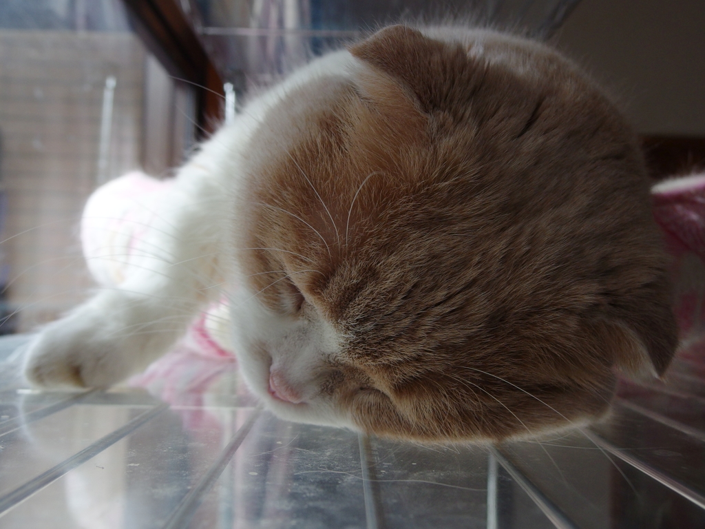 お昼寝中.......(=^・^=)