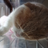 お昼寝中.......(=^・^=)