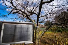小石川植物園写ん歩...05