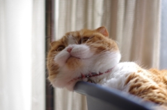 あくび....（＝ΦωΦ＝）01