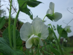 初めて見た花、可愛い花...01