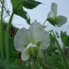 初めて見た花、可愛い花...01