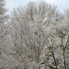 雪化粧...04