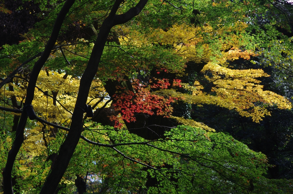 六義園のモミジです...03