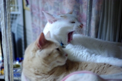 欠伸はうつる　01.....(=^・^=)