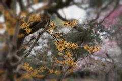 季節の華...マンサク