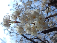今日の桜桃の花...02