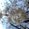 今日の桜桃の花...02
