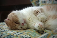 今日は雨....なのでお昼寝....