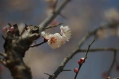 白梅.04