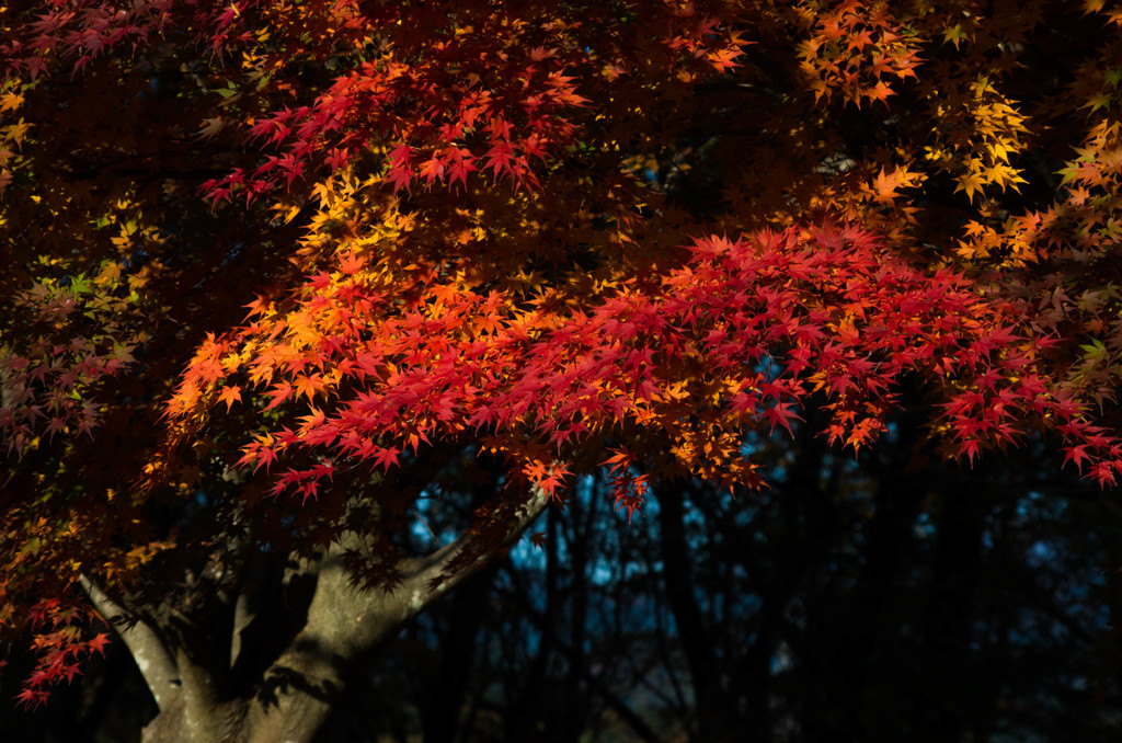 紅葉...03