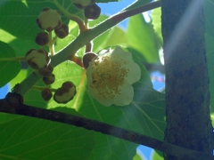 キウイフルーツの花