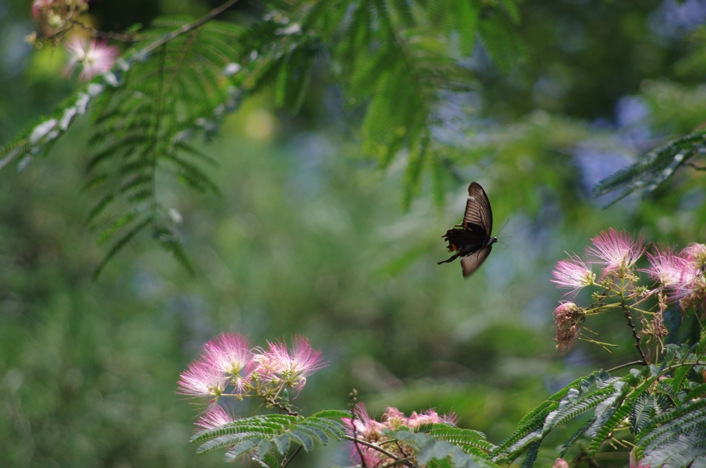 ネムノキの花に誘われた蝶.....