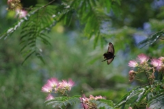 ネムノキの花に誘われた蝶.....