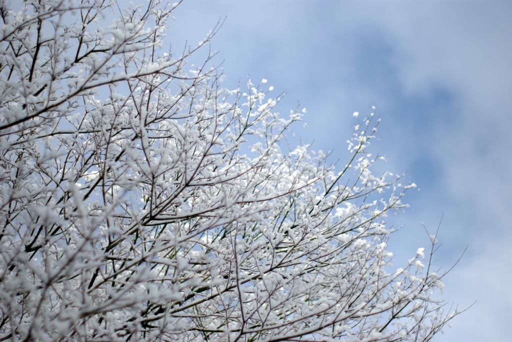 雪化粧...05