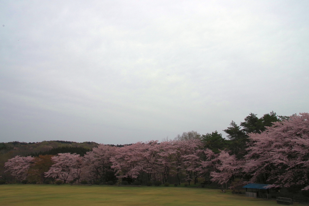 大空と大地、そしてサクラ・・・