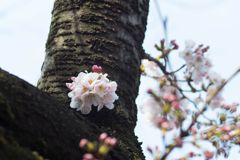 胴咲き桜 1