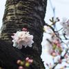 胴咲き桜 1