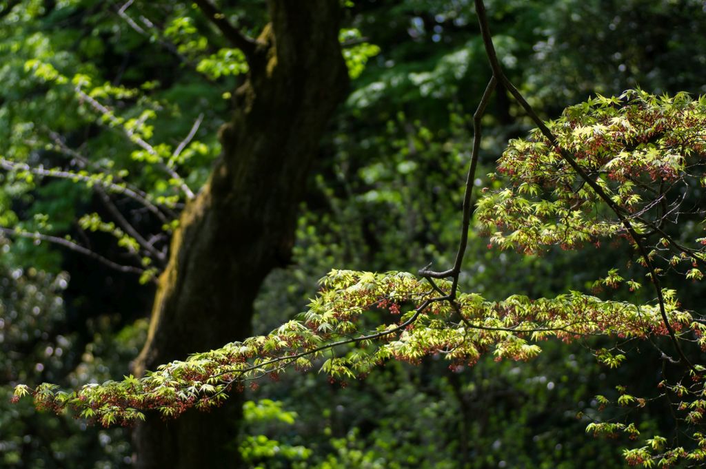 槭(かえで)の花 1