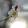 雪布団...02