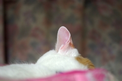 猫耳...