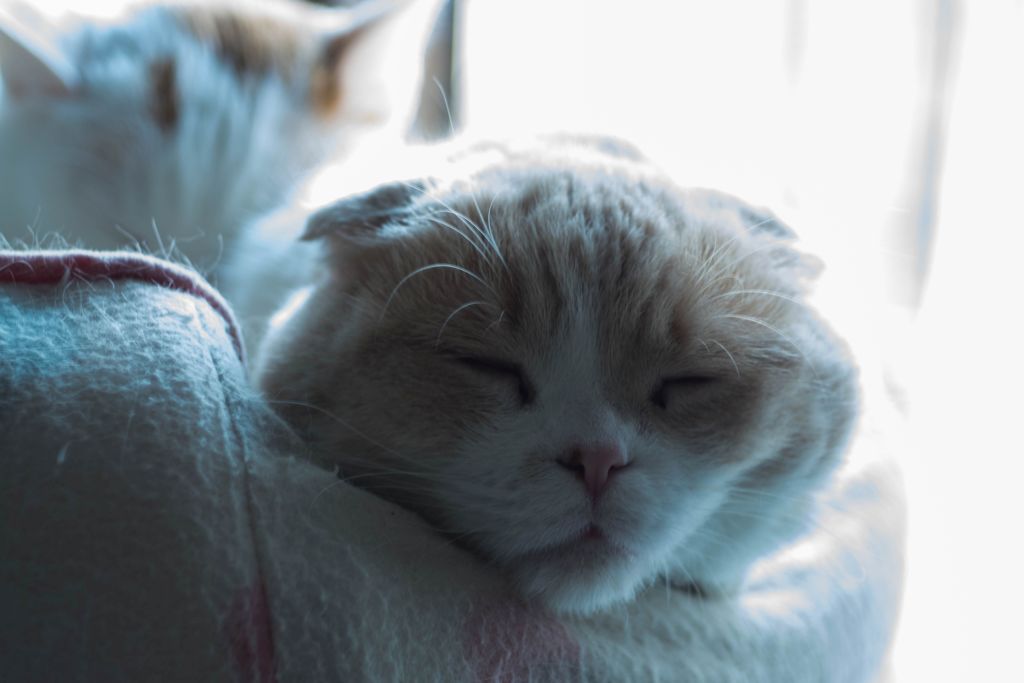 部屋に射し込む光を浴びて...(=^・^=)