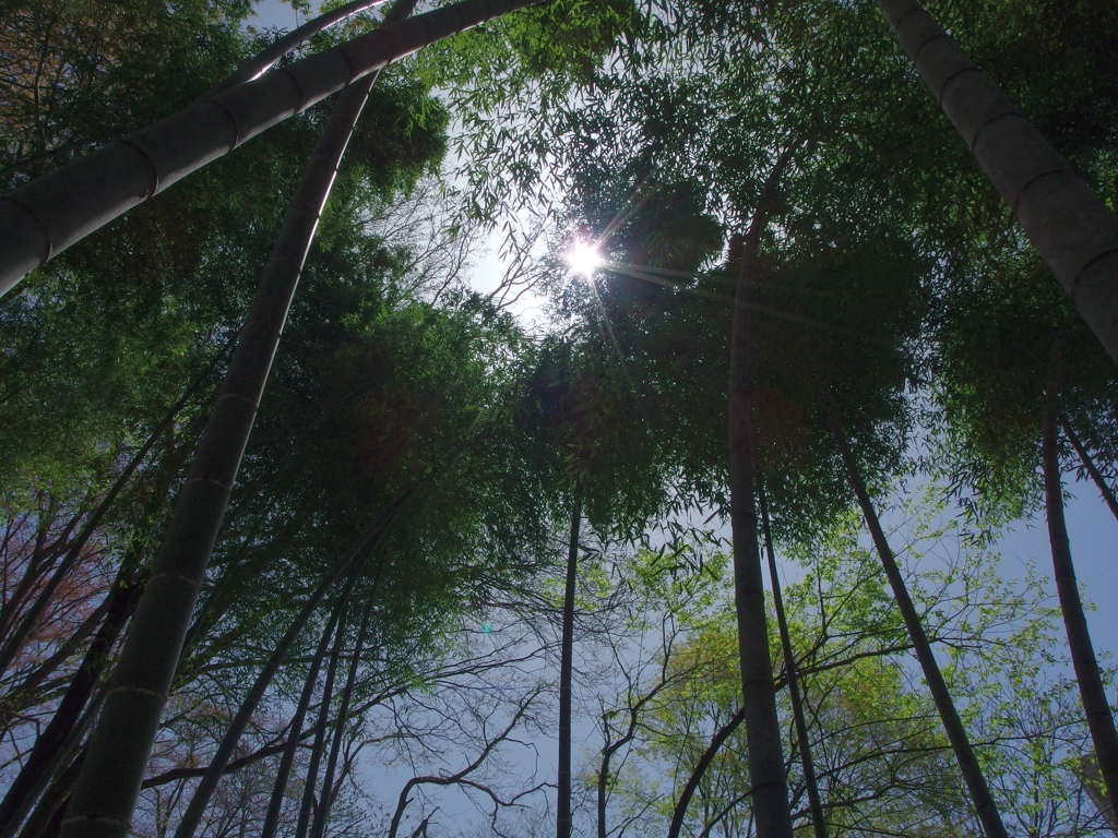 光ありがたし