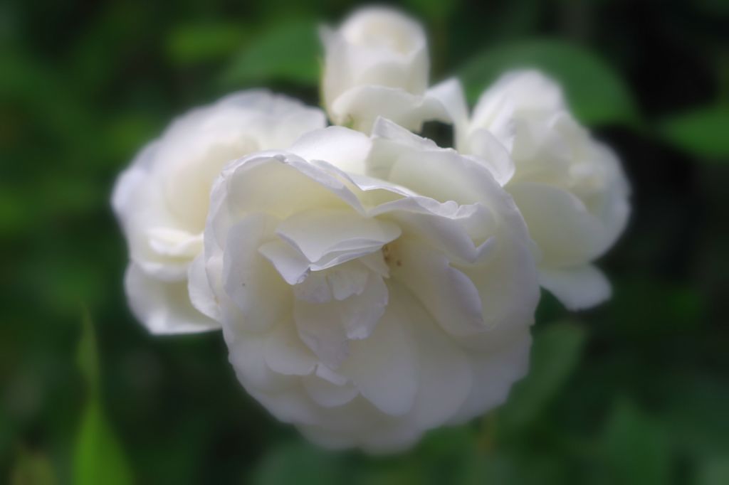 白い薔薇02