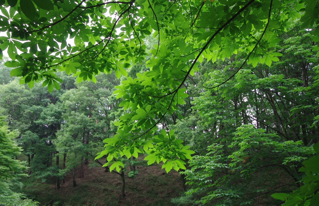 光の優しさ、緑の温かさ......