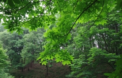 光の優しさ、緑の温かさ......