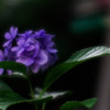 庭の紫陽花...01