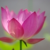 蓮華0713-01