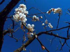 梅の花は青空によく似合う...03