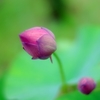 蓮華　01