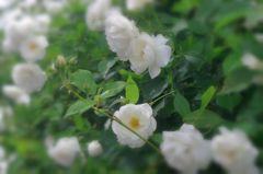 白い薔薇03