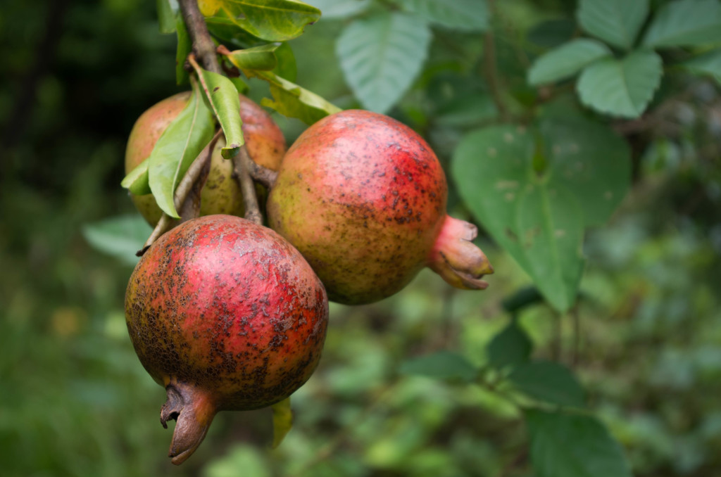 秋の気配...ザクロ