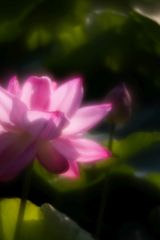 Soft Lotus 1