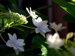 「墨田の花火」はもう少し...02