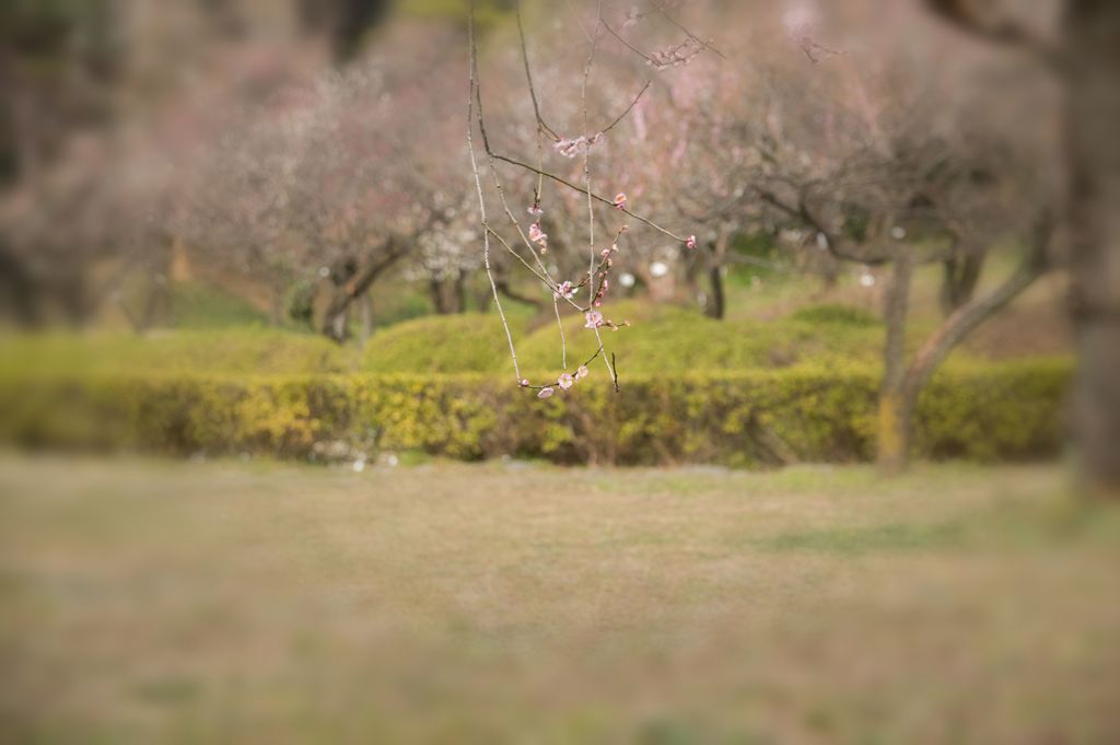 小石川植物園のウメ林に魅せられて...05