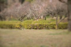 小石川植物園のウメ林に魅せられて...05