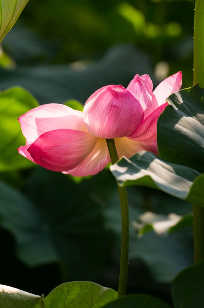 蓮華百態 3