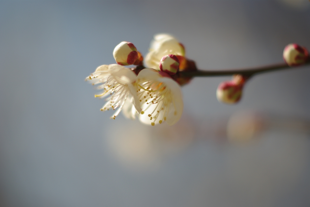 白梅.05