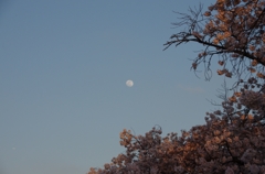 月と桜　その1　（2015年4月2日午後5時32分）
