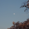 月と桜　その1　（2015年4月2日午後5時32分）